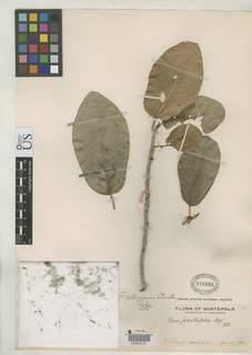 Image of Ficus kellermanii