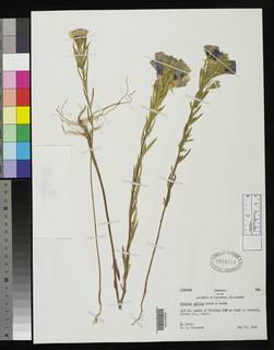 Clarkia speciosa subsp. nitens image