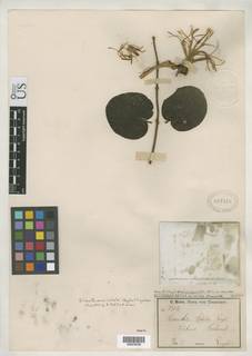 Image of Erianthemum schelei