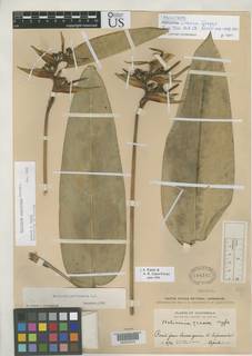 Heliconia crassa image