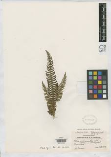 Pteris micracantha image