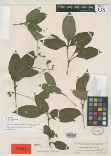 Image of Tinantia longipedunculata