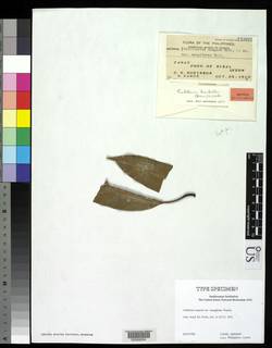 Catillaria oospora image