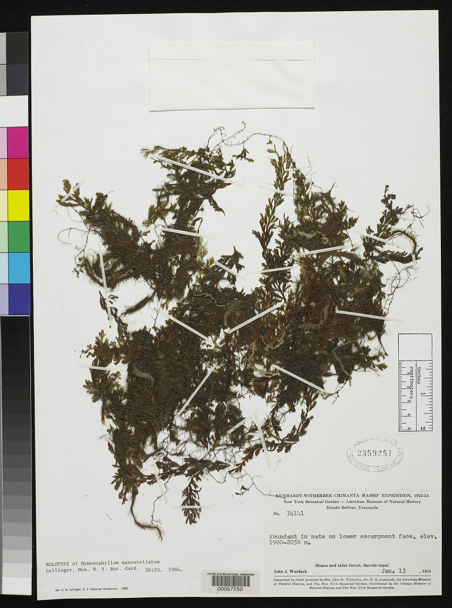 Hymenophyllum nanostellatum image