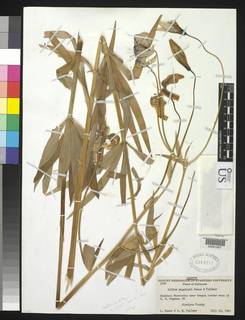 Lilium pardalinum subsp. wigginsii image