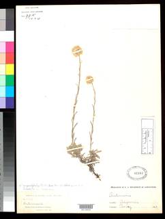 Antennaria rosea subsp. confinis image