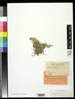 Image of Cladonia luzonensis