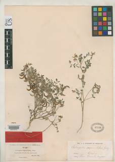 Image of Astragalus diaphanus