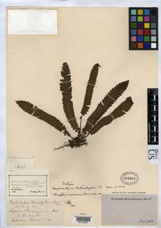Image of Sphaerostephanos heterophyllus