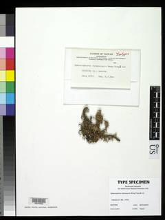 Image of Sphaerophorus taiwanensis