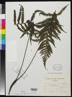 Coryphopteris gymnopoda image