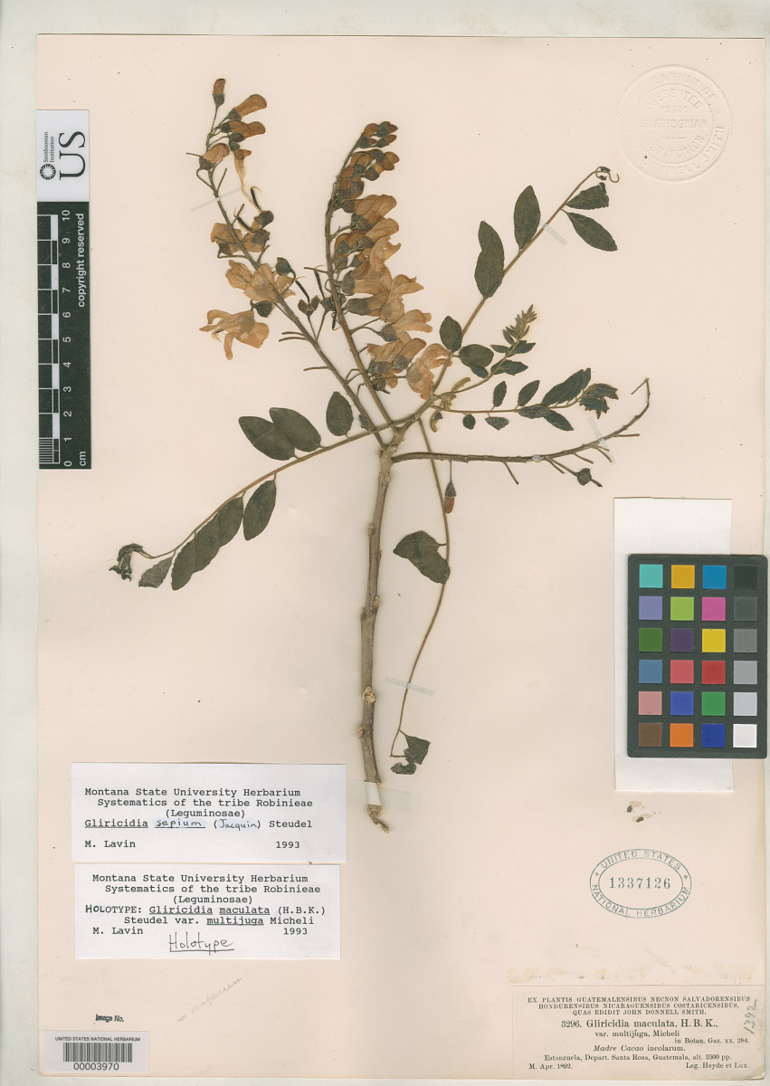 Gliricidia maculata var. multijuga image