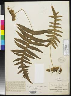 Polypodium arcanum var. bakeri image