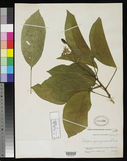 Capparidastrum quiriguense subsp. quiriguense image