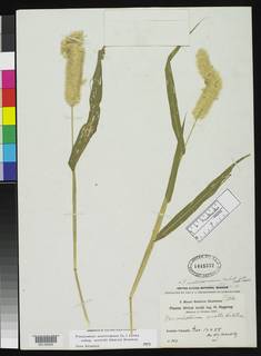 Cenchrus americanus subsp. monodii image