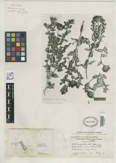 Xylorhiza cognata image