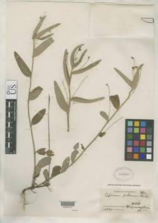 Image of Caperonia palustris