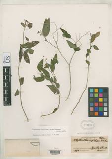 Image of Phyllanthus capillipes