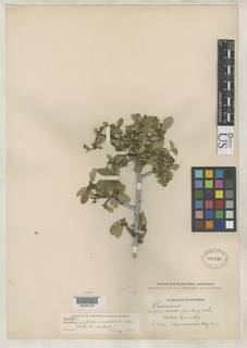 Frangula rubra subsp. modocensis image