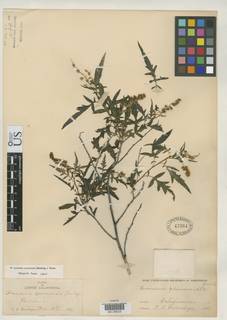 Image of Ambrosia acuminata