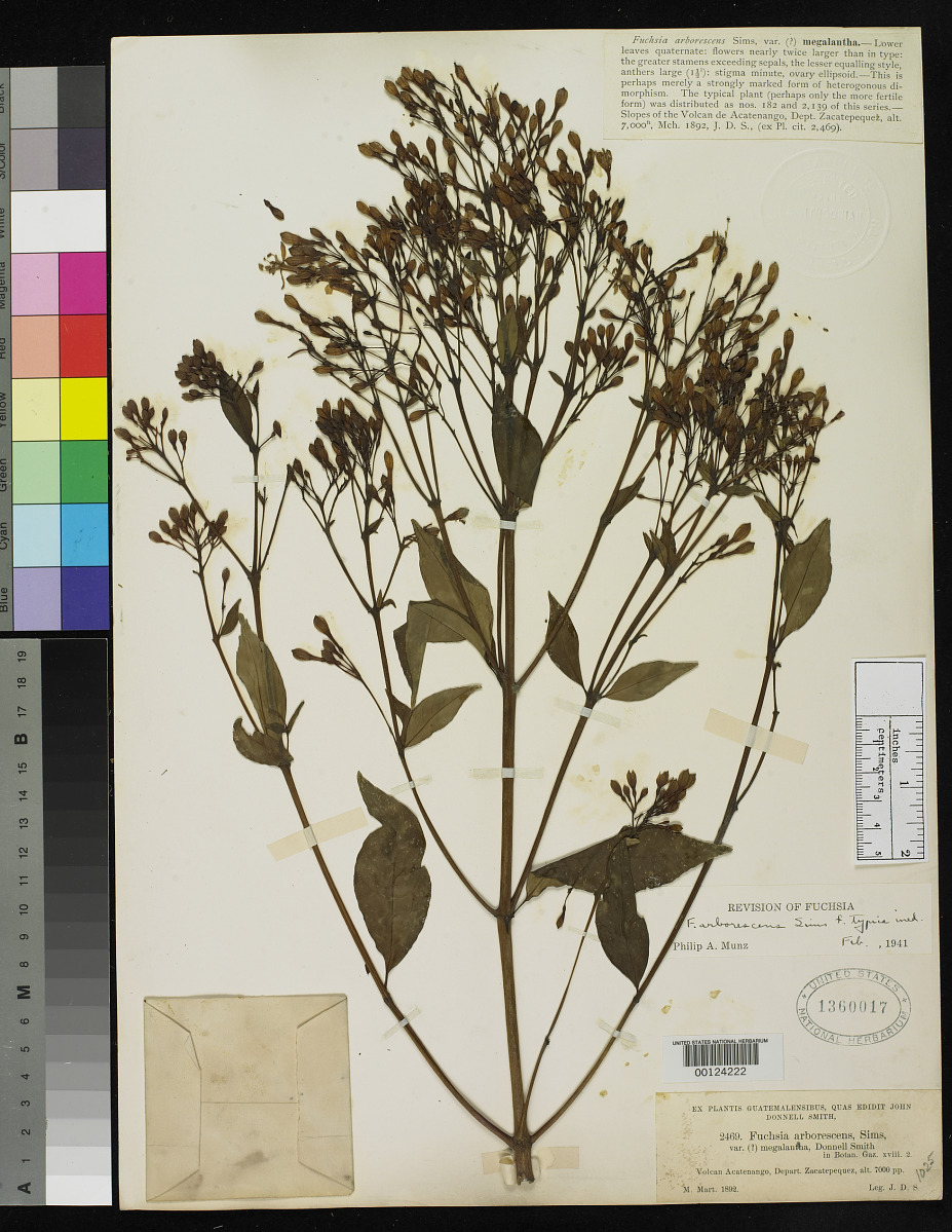 Fuchsia arborescens var. megalantha image