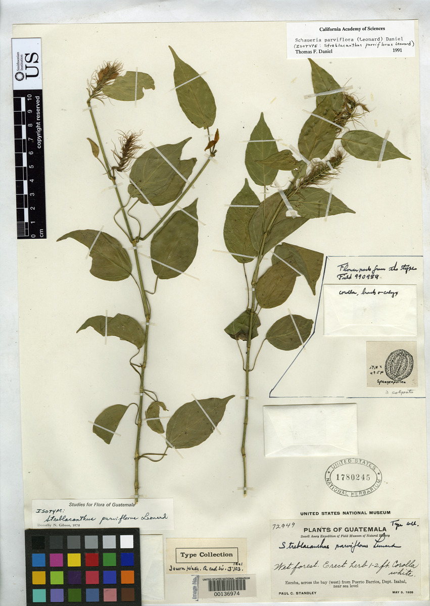 Schaueria parviflora image