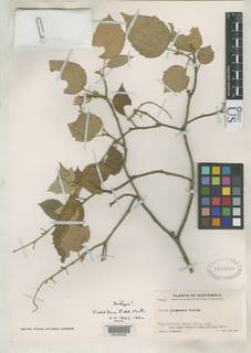 Croton jalapensis image