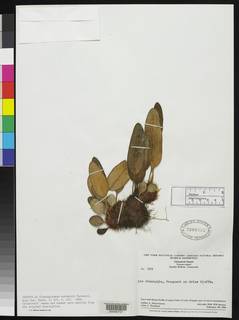 Elaphoglossum wurdackii image