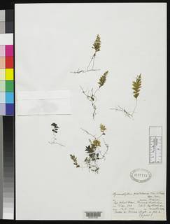 Hymenophyllum quetrihuense image