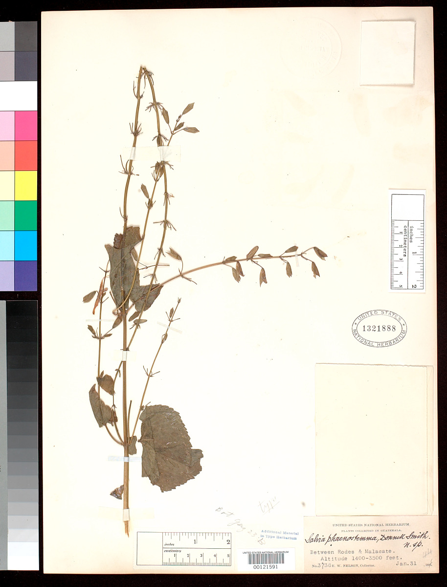 Salvia phaenostemma image