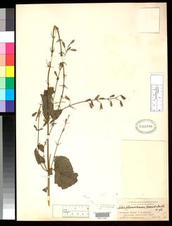 Salvia phaenostemma image