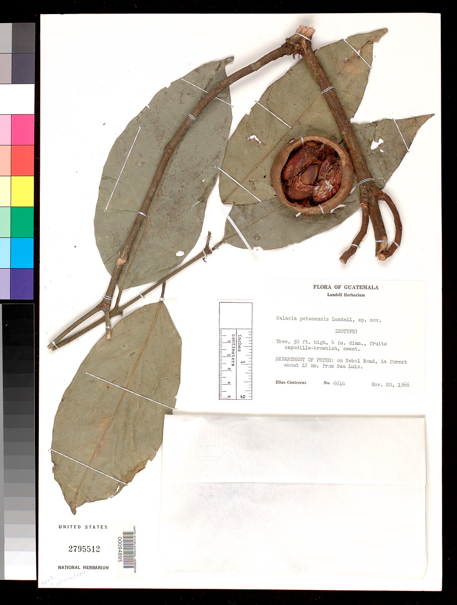Salacia cordata subsp. petenensis image