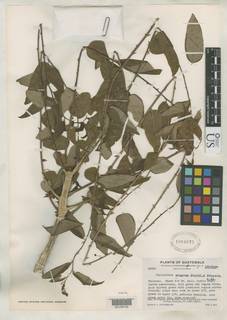 Image of Phyllanthus minarum