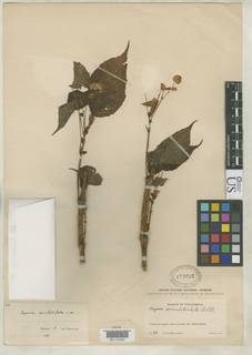 Image of Begonia oaxacana
