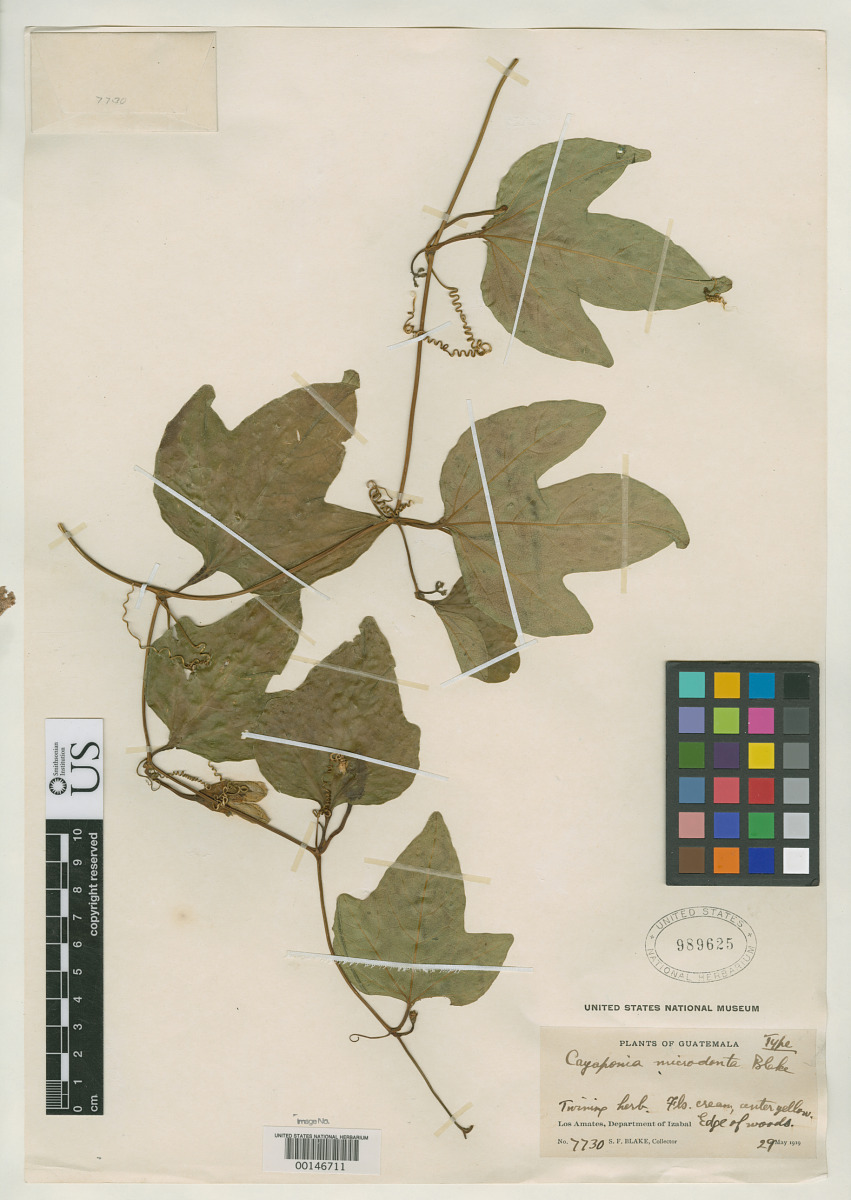 Cayaponia microdonta image
