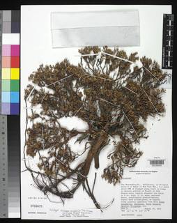 Eriogonum thornei image