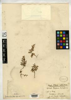 Hymenophyllum thuidium image