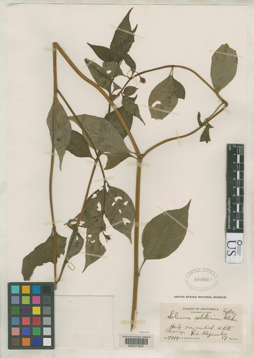 Solanum solitarium image