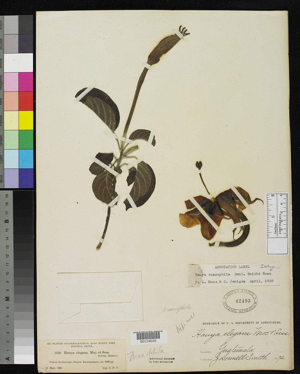 Hauya elegans subsp. cornuta image