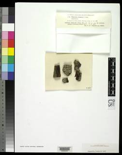 Coenogonium frederici image