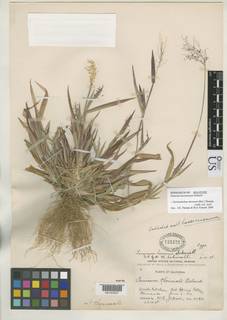 Panicum acuminatum var. thermale image