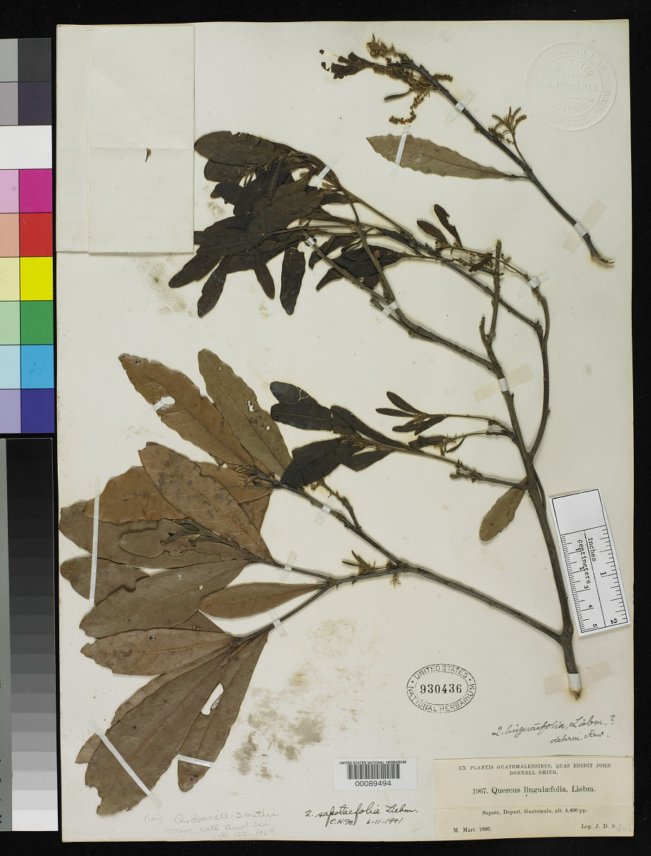 Quercus sapotifolia image