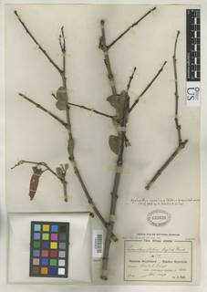 Agelanthus nyasicus image