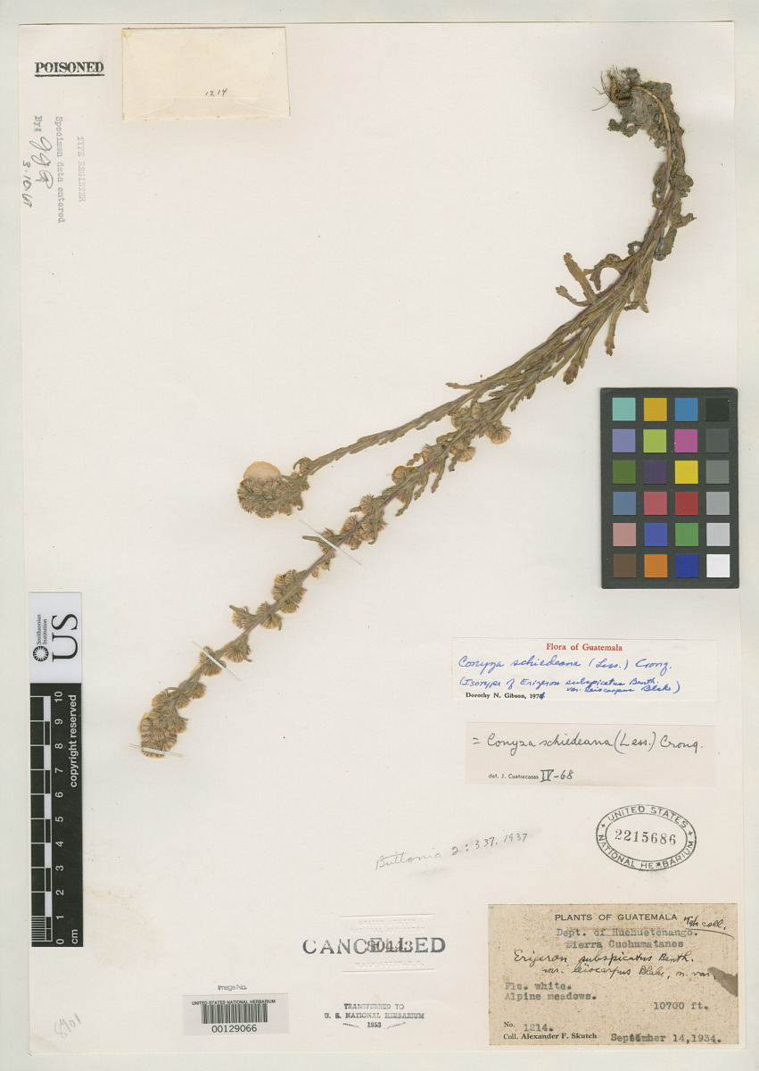 Erigeron subspicatus var. leiocarpus image