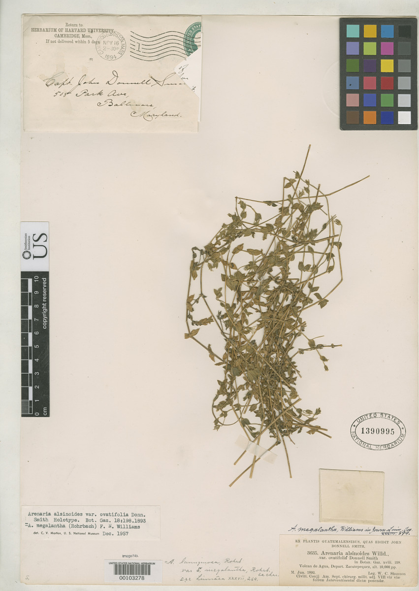 Arenaria alsinoides var. ovatifolia image