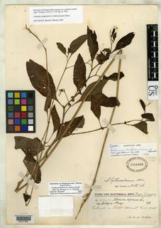 Solanum bulbocastanum var. partitum image