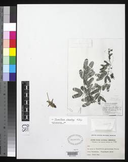 Image of Passiflora standleyi