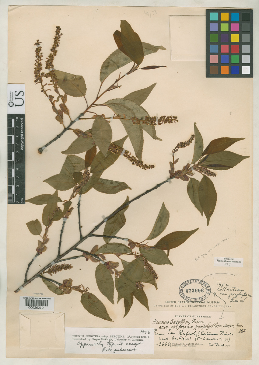 Prunus capollin var. prophyllosa image