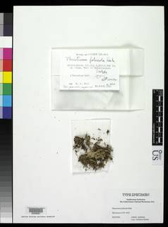 Image of Phaeotrema foliicola