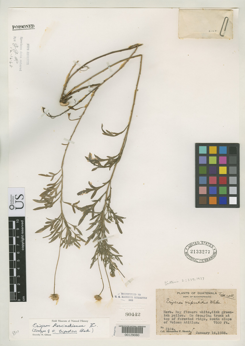 Erigeron pacayensis image